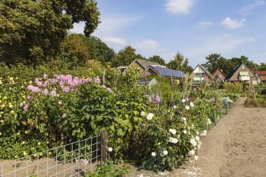 Hollanda 'nın Gelderland kentindeki Ede belediyesinde kentsel sosyal sebze bahçesi projesiyle manzara
