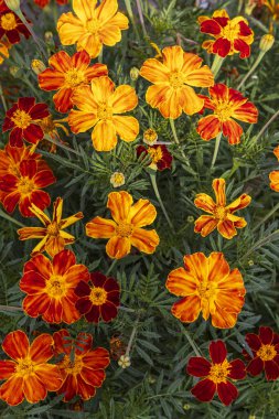 Sebze bahçesinde turuncu ve sarı kadife çiçekleri