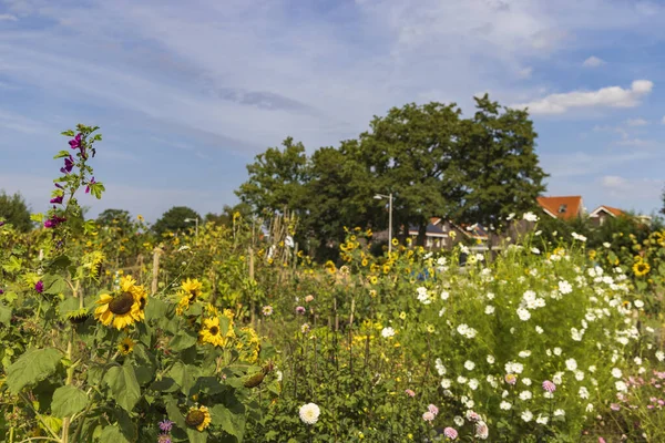 Landscape with urban social flowers garden project in municipality Ede in Gelderland in The Netherlands