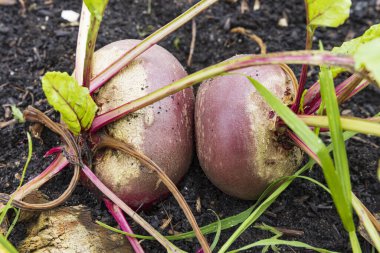 Sebze bahçesinde yetişen taze pancar kökleri hasat etmeye hazır.
