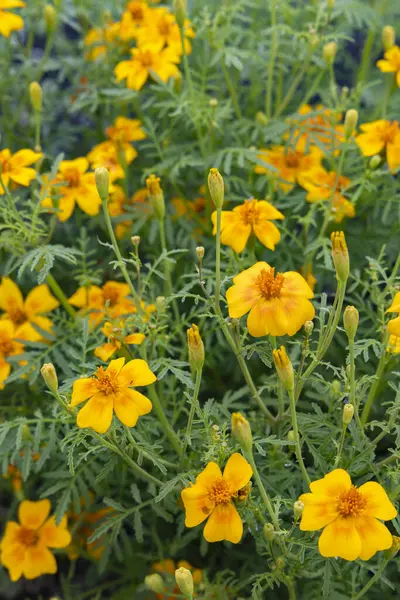 Marigolds in vegetable garden as natural crop protection against nematodes