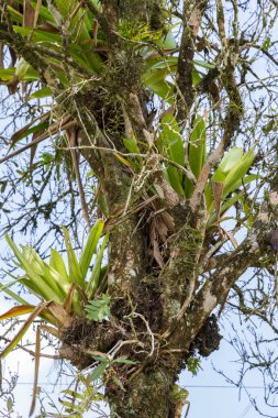 Epiphyte plants growing on branches in trees in Costa Rica rainforest in Central America clipart