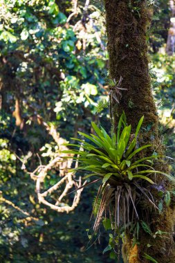 Monteverde bulut ormanlarındaki ağaçlarda yetişen tropik eğrelti otları, Kosta Rika, Monteverde 'de