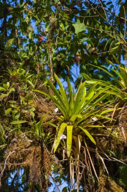 Monteverde bulut ormanlarındaki ağaçlarda yetişen tropik eğrelti otları, Kosta Rika, Monteverde 'de