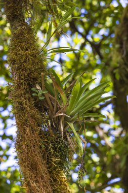 Monteverde bulut ormanlarındaki ağaçlarda yetişen tropik eğrelti otları, Kosta Rika, Monteverde 'de