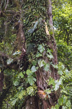 Monteverde, Kosta Rika 'da bulunan bulut ormanlarındaki ağaçlarda yetişen çok çeşitli tropikal bitkiler.