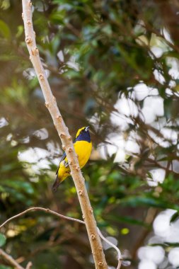 Monteverde, Kosta Rika 'da bulunan Monteverde bulut ormanlarında tropikal kuşlar sarı boğazlı Euphonia