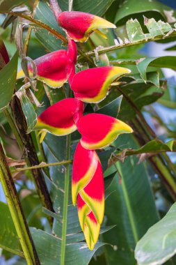 Monteverde, Kosta Rika 'da bulunan Monteverde bulut ormanlarında istakoz pençesi ya da Heliconia rostrata çiçekleri asılı.