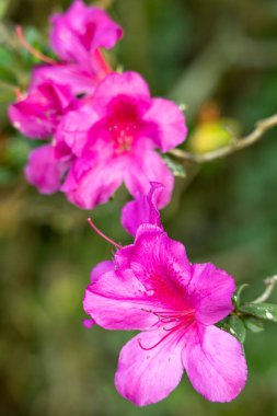 Monteverde, Kosta Rika 'nın Monteverde kentindeki tropik bulut ormanlarındaki Pembe Hibiscus çiçeği.