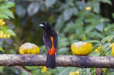 Male Scarlet-rumped Tanager Ramphocelus passerinii in Cano Negro Wildlife Refuge in Costa Rica central America clipart