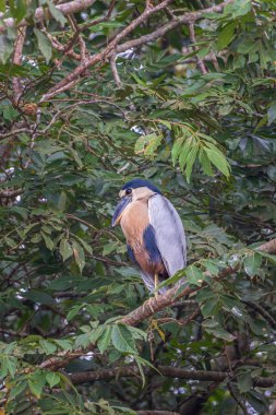 Kosta Rika 'daki Cano Zenci Vahşi Yaşam Sığınağında balıkçıl faturası var.