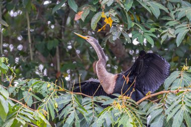 Anhinga Anhinga, Kosta Rika 'daki Cano Negro Vahşi Yaşam Sığınağı' nda da yılan kuşu ya da daha cüretkar olarak adlandırılır.