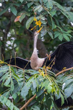Anhinga Anhinga anhinga also called snakebird or darter in Cano Negro Wildlife Refuge in Costa Rica central America clipart