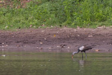 Limpkin Aramus guarauna looking for food in river Rio frio in Cano Negro Wildlife Refuge in Costa Rica central America clipart