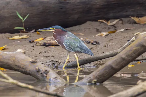 stock image Beautiful Green Heron Butorides virescens in Cano Negro Wildlife Refuge in Costa Rica central America
