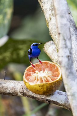 Blue male Red-legged honeycreeper Cyanerpes cyaneus in Cano Negro Wildlife Refuge in Costa Rica central America clipart