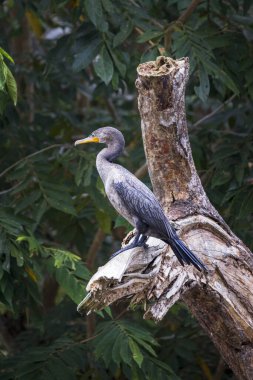 Neotropic cormorant or olivaceous cormorant Phalacrocorax brasilianus in Cano Negro Wildlife Refuge in Costa Rica central America clipart