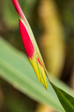 Orta Amerika 'daki San Luis Kuzey Nikaragua' daki La Sombra Ecolodge 'da ıstakoz pençesi ve rostrata çiçekleri asılı.