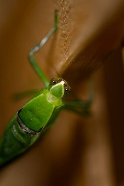 Nicargaua 'daki yağmur ormanlarında yeşil bir yaprak Katydid Tettigoniidae' ye yakın.