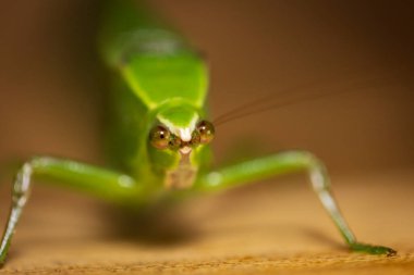 Nicargaua 'daki yağmur ormanlarında yeşil bir yaprak Katydid Tettigoniidae' ye yakın.