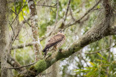 Gavilan, Orta Amerika 'daki San Luis Kuzey Nikaragua' daki La Sombra Ecolodge 'daki ağaç tepesinde Accipiter nisus' u taradı.