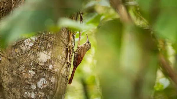 stock image Spotted woodcreeper Xiphorhynchus erythropygius walking along a tree trunk at La Sombra Ecolodge in San Luis Northern Nicaragua in Central America