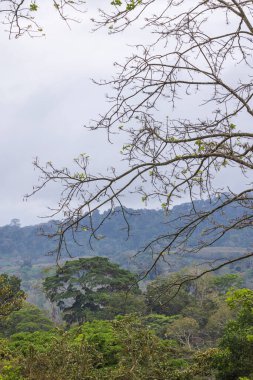 Kuzey Nikaragua 'nın ağaç ve dağlarıyla manzara