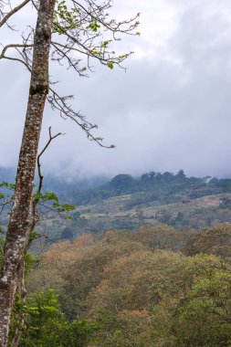 Kuzey Nikaragua 'nın ağaç ve dağlarıyla manzara