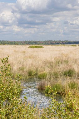 Landscape of nature park Fochteloerveen near Veenhuizen The Netherlands. One of the few areas in the Netherlands where living raised bogs still occur. clipart