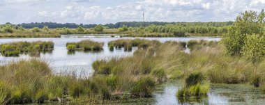Hollanda Veenhuizen yakınlarındaki Fochteloerveen doğa parkının manzarası. Hollanda 'da yükseltilmiş bataklıklarda yaşayan az sayıdaki alandan biri..