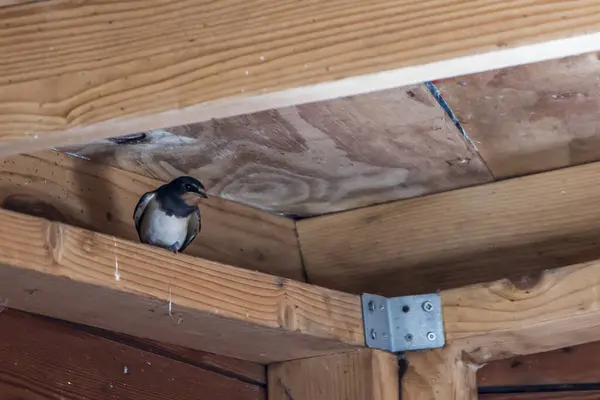 stock image Barn swallow Hirundo rustica in wooden bird watching cabin in nature park Fochteloerveen near Veenhuizen in The Netherlands.