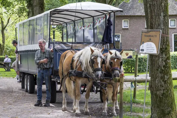 Orvelte, Hollanda - 9 Temmuz 2024: Hollanda Drenthe Hollanda 'da Orvelte Picuresque adlı küçük bir kasabada Haflinger atlarıyla kapalı turist vagonu.