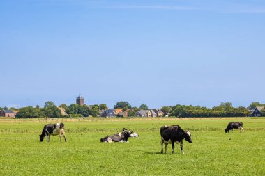 İneklerin ve balıkçı köyünün manzarası. Oosterend Teksas 'ın arka planında. Hollanda.