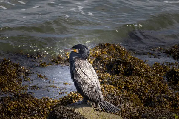 stock image Cormorant resting on a stone at the coast of Texel in The Netherlands