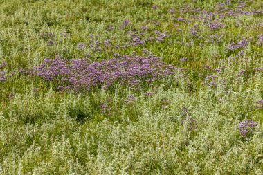 Mediterranean sea lavender Limonium vulgare and sea purslane Halimione portulacoides in Nature reserve De Slufter at wadden island Texel in The Netherlands. clipart