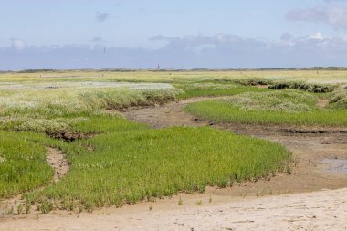 Doğa rezervi De Slufter, Hollanda 'nın ıssız adasında Akdeniz lavanta lavantalı limonyum vulgare mor renkleriyle