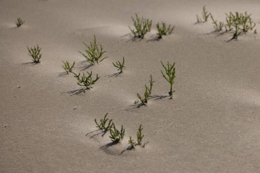 Samphire Salicornia düzenleme bitkileri Hollanda 'nın ıssız adasındaki Doğa rezervi De Slufter' de kumda yetişiyor.