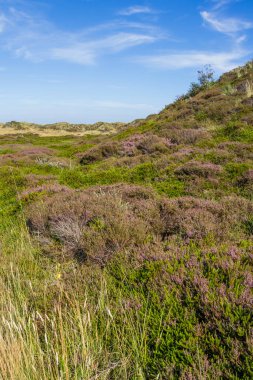 Hollanda 'nın çorak adalarında çiçek açan fundalarla kum tepeleri manzarası