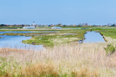 Köy manzaralı Den Hoorn Hollanda 'nın ıssız adasında küçük bir köy. Kuşçuluk için ideal doğal parklarla çevrili bir yer.