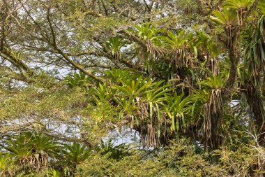 Rio Frio nehri boyunca ağaçlarda yetişen Bromeliad bitkileri Kosta Rika 'nın orta Amerika bölgesindeki Cano Negro Vahşi Yaşam Sığınağı' nda.