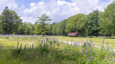 Westerbork, Hollanda - 15 Haziran 2024: Hollanda Drenthe Eyaleti 'ndeki Westerbork İkinci Dünya Savaşı Müzesi Westerbork Ulusal Anıtı' nda Yahudileri Auschwitz Birkenau 'ya götürmek için vagon treni.