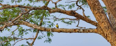 Great Kiskadee Pitangus sulphuratus insectivorous tropical bird in Costa Rica clipart