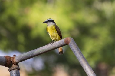 Kosta Rika 'da büyük Kiskadee Pitangus sülfür böceği.