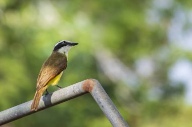 Tennessee Warbler kuşu Monteverde bulut ormanlarında yaygın bir kuş, Kosta Rika, Monteverde 'de.