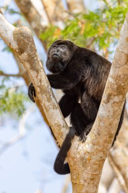 Kosta Rika 'nın orta Amerika' sında ağaçta uluyan maymun.