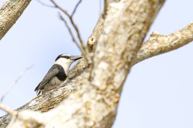 Kosta Rika 'da bir ağaçta beyaz boyunlu puffbird Notharchus hyperrhynchus