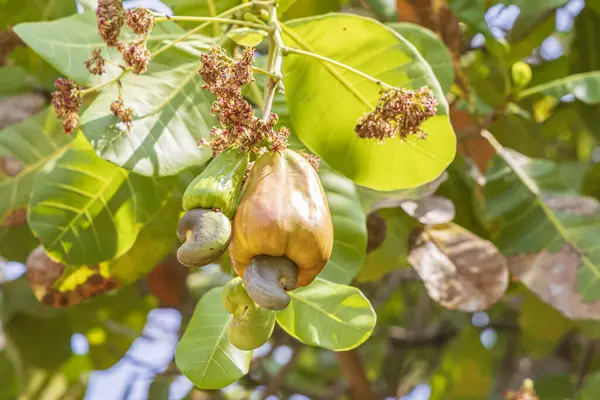 Ağaçta asılı kaju meyveli Anacardium batısı. Meyvenin dışında olağanüstü bir ceviz yetişiyor..
