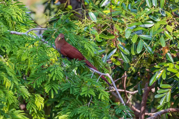 stock image Squirrel cuckoo Piaya cayanain Costa Rica