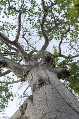 Nikaragua, Nikaragua 'daki Cocibolca Gölü' nün güneybatısındaki Ometepe volkanik adasında etkileyici bir mango ağacı..