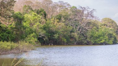 Charco Verde Parkı ve Nikaragua 'daki Ometepe Adası' ndaki Kelebek Yararevi. Sahildeki küçük doğa parkında vahşi yaşam ve küçük göl.
